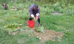 Dzongda watering